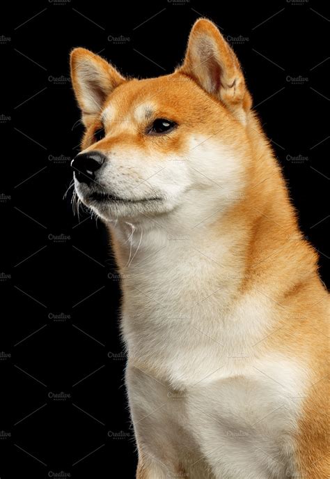 shiba inu photography|4,195 Shiba Inu Stock Photos and High